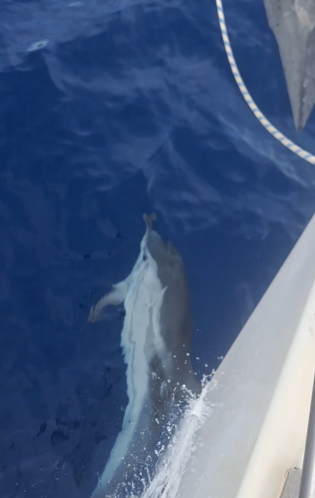 Dauphin nageant le long de la coque du voilier
