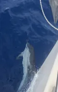 Dauphin nageant le long de la coque